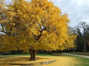 ginkgo ginkgo
